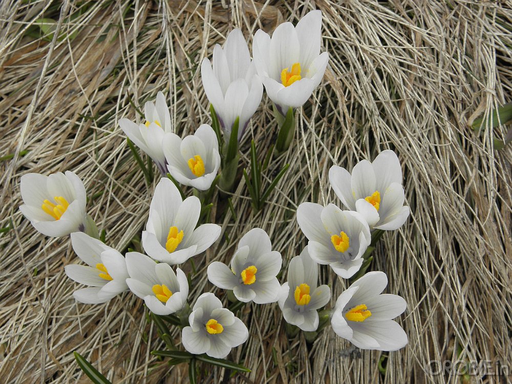 P5296894