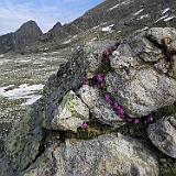 P5296808