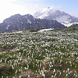 P5296815