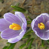 P5296885
