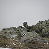 P5296890