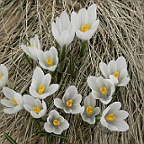 P5296894