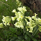 P5296909