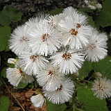P5296952