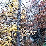 IMG 4735