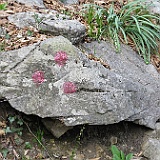 IMG 1709