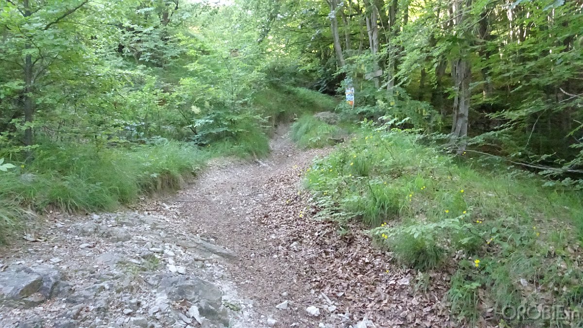 2020-06-21 07-44-00 - DSC05120